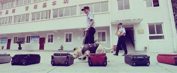 网红警犬“生米”退役了，带它10年的训导员说：“养你一辈子”