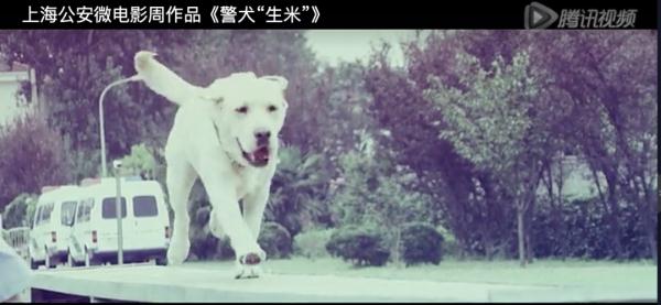 网红警犬“生米”退役了，带它10年的训导员说：“养你一辈子”