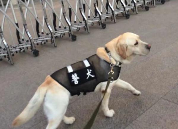 网红警犬“生米”退役了，带它10年的训导员说：“养你一辈子”