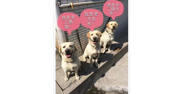网红警犬“生米”退役了，带它10年的训导员说：“养你一辈子”