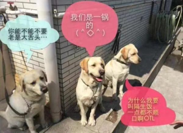 网红警犬“生米”退役了，带它10年的训导员说：“养你一辈子”