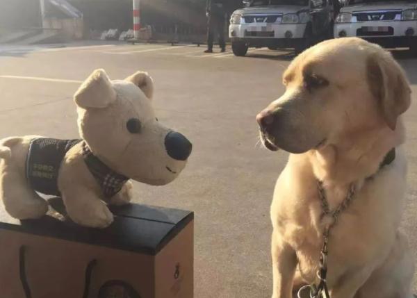 网红警犬“生米”退役了，带它10年的训导员说：“养你一辈子”