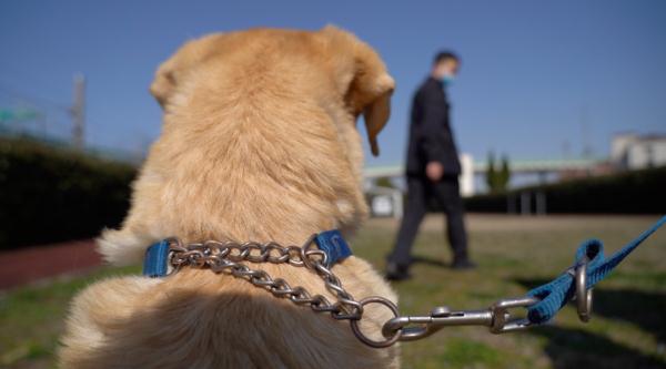 网红警犬“生米”退役了，带它10年的训导员说：“养你一辈子”