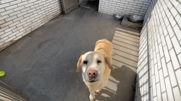 网红警犬“生米”退役了，带它10年的训导员说：“养你一辈子”