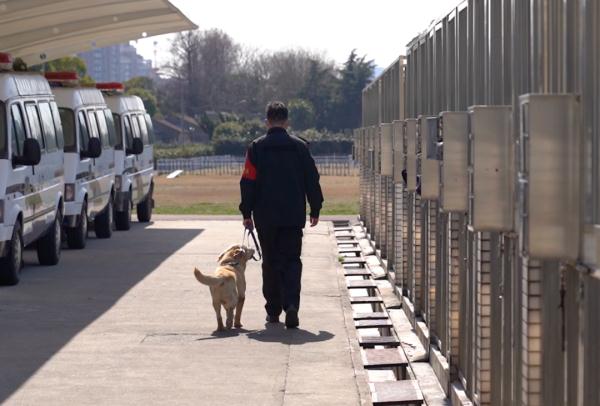 网红警犬“生米”退役了，带它10年的训导员说：“养你一辈子”
