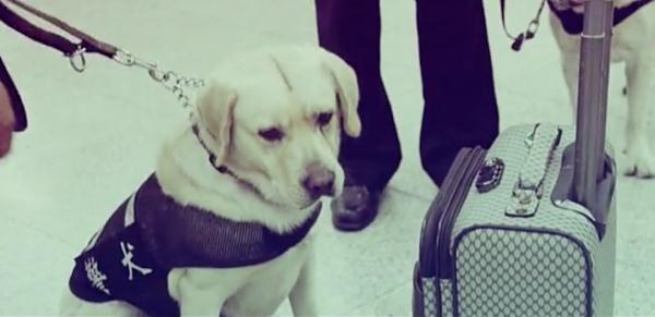 网红警犬“生米”退役了，带它10年的训导员说：“养你一辈子”