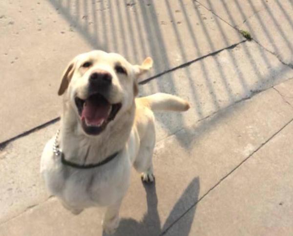 网红警犬“生米”退役了，带它10年的训导员说：“养你一辈子”