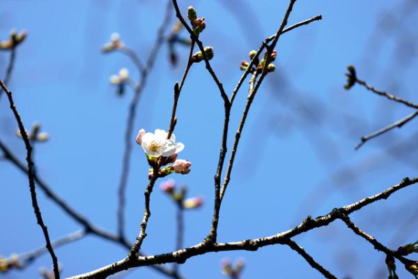 樱花什么季节开(日本今年的樱花开花时间与往年相同 东京都樱花预计3月22日开放)
