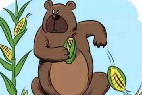 青未了|犹记儿时掰棒子农村老家玉米叫棒子,黑熊叫黑瞎子.