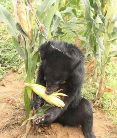 青未了|犹记儿时掰棒子