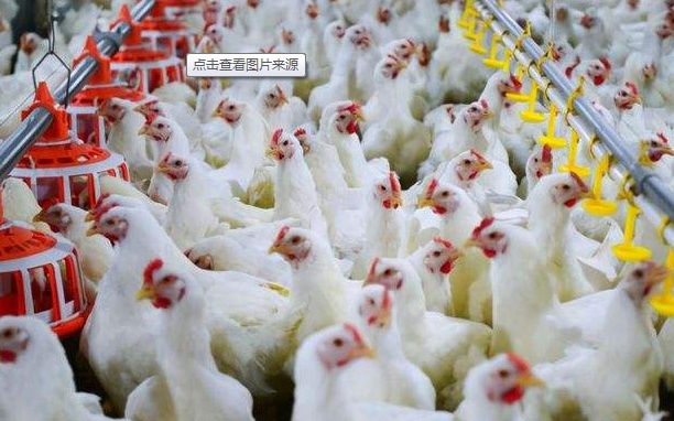 中國一年吃掉50億只白羽雞？45天“速成”的雞到底能不能吃？