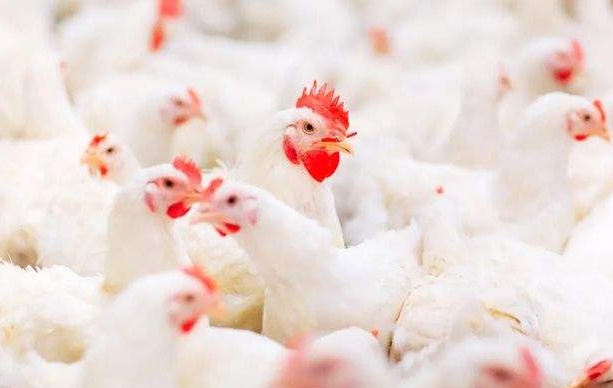 中国一年吃掉50亿只白羽鸡？45天“速成”的鸡到底能不能吃？