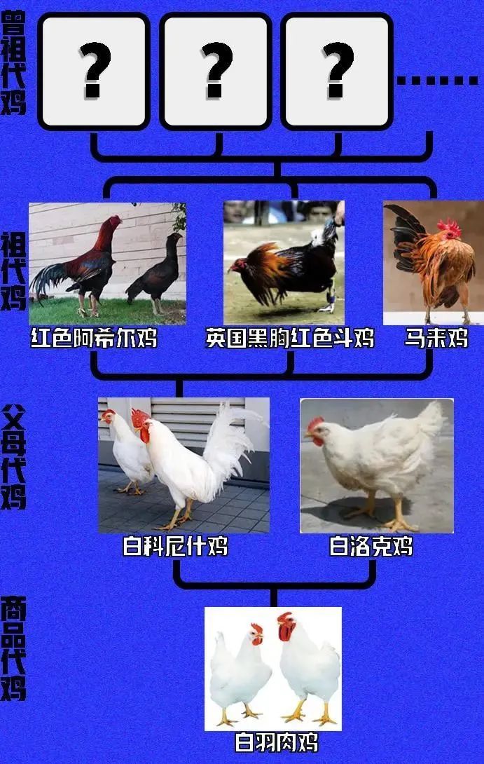 中國一年吃掉50億只白羽雞？45天“速成”的雞到底能不能吃？