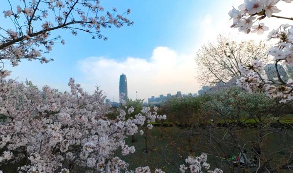 樱花什么时候开花（郑州樱花花期预报来了）