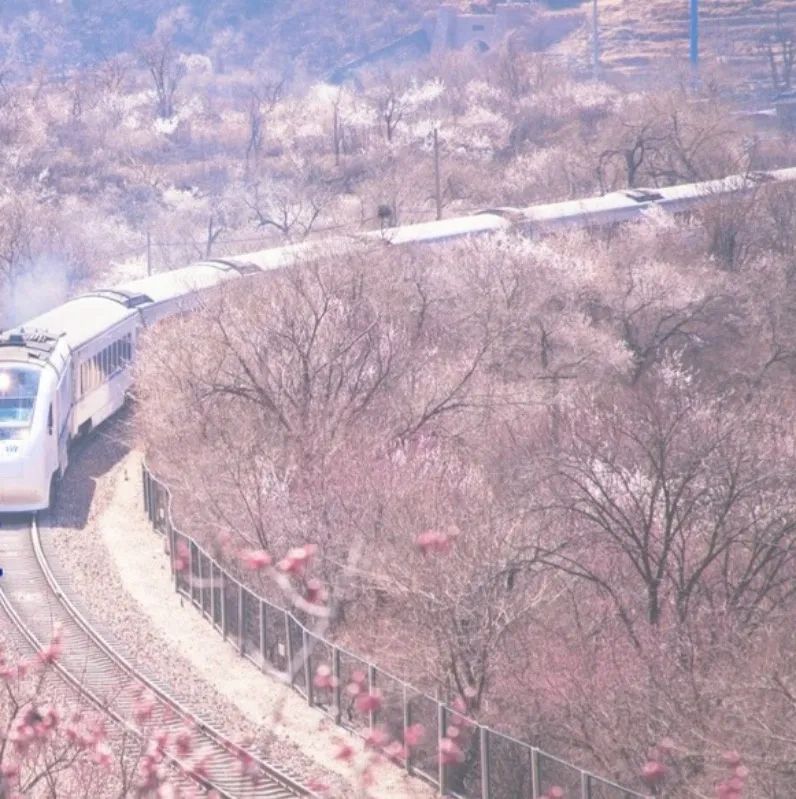 昌赤路赏花最佳日期（北京延庆的赏花指南）