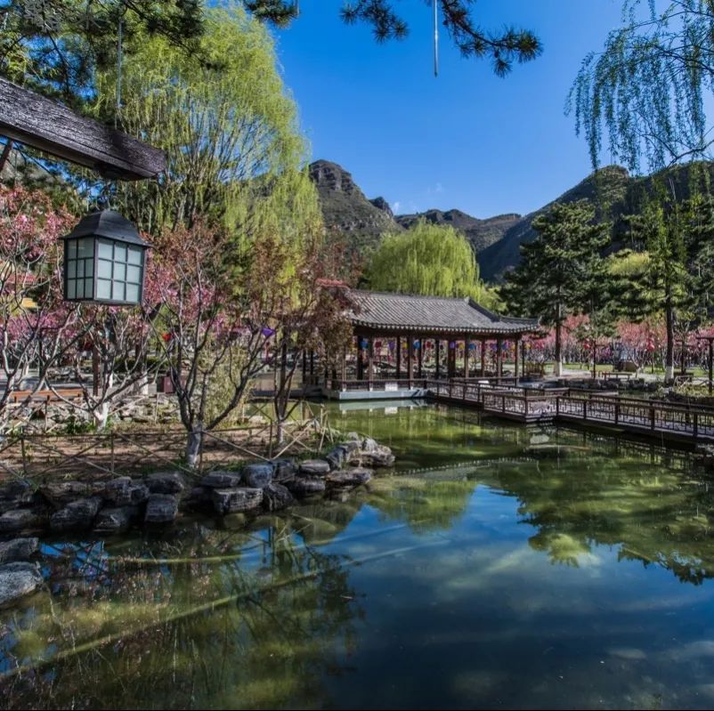 昌赤路赏花最佳日期（北京延庆的赏花指南）