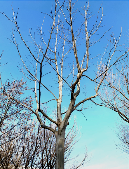 迎接新学期，天大美丽的校园准备好了！