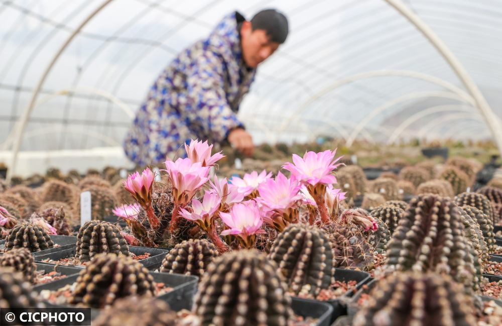 2022年3月7日,在浙江省湖州市德清县新市镇蔡界村一仙人球种植基地