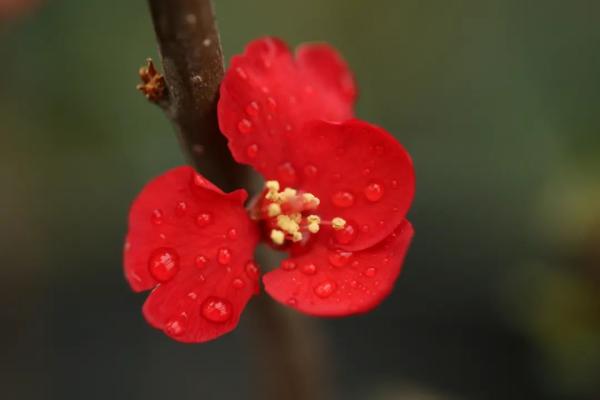 春日花海说开就开，送给如花的你