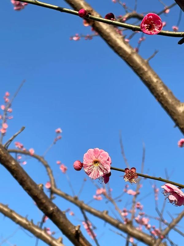 春日花海说开就开，送给如花的你