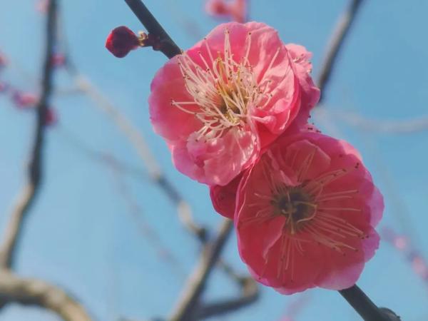 春日花海说开就开，送给如花的你