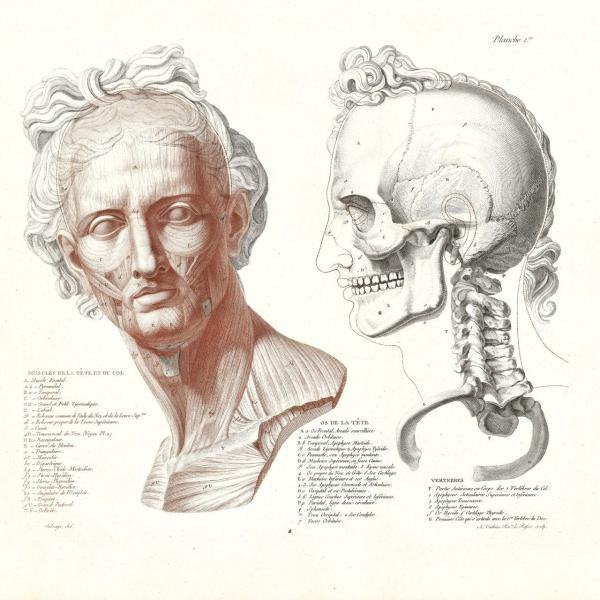 “解剖”里的艺术，看文艺复兴与历代名家笔下的人体
