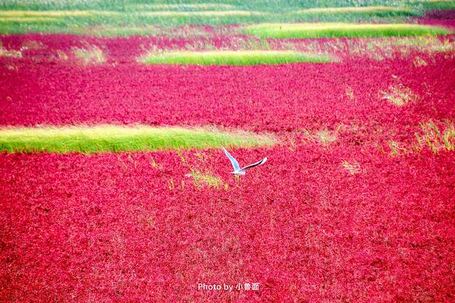 小鲁面の国庆节·辽宁黄金线路「盘锦红海滩