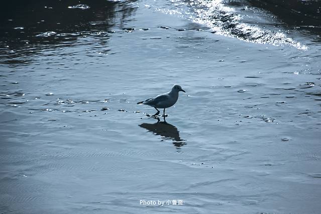 小鲁面の国庆节·辽宁黄金线路「盘锦红海滩