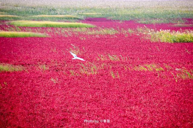 小鲁面の国庆节·辽宁黄金线路「盘锦红海滩