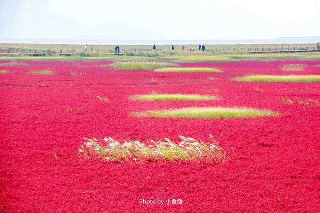 小鲁面の国庆节·辽宁黄金线路「盘锦红海滩