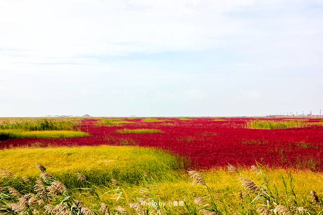 小鲁面の国庆节·辽宁黄金线路「盘锦红海滩