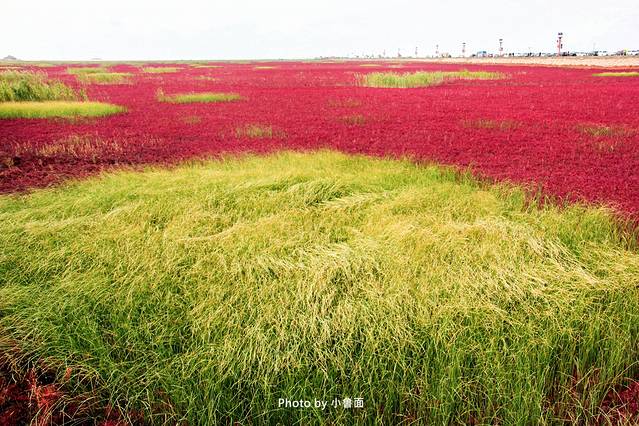 小鲁面の国庆节·辽宁黄金线路「盘锦红海滩