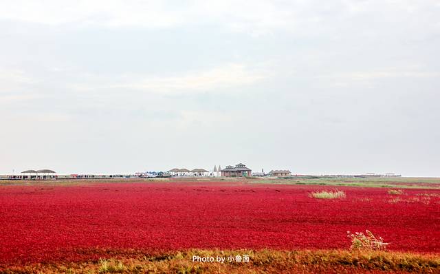 小鲁面の国庆节·辽宁黄金线路「盘锦红海滩