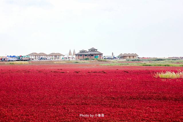 小鲁面の国庆节·辽宁黄金线路「盘锦红海滩