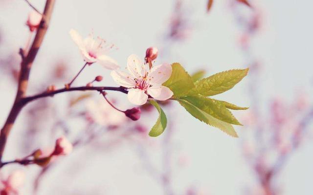 故宫花信｜桃花：名迹里的“桃之夭夭，灼灼其华”