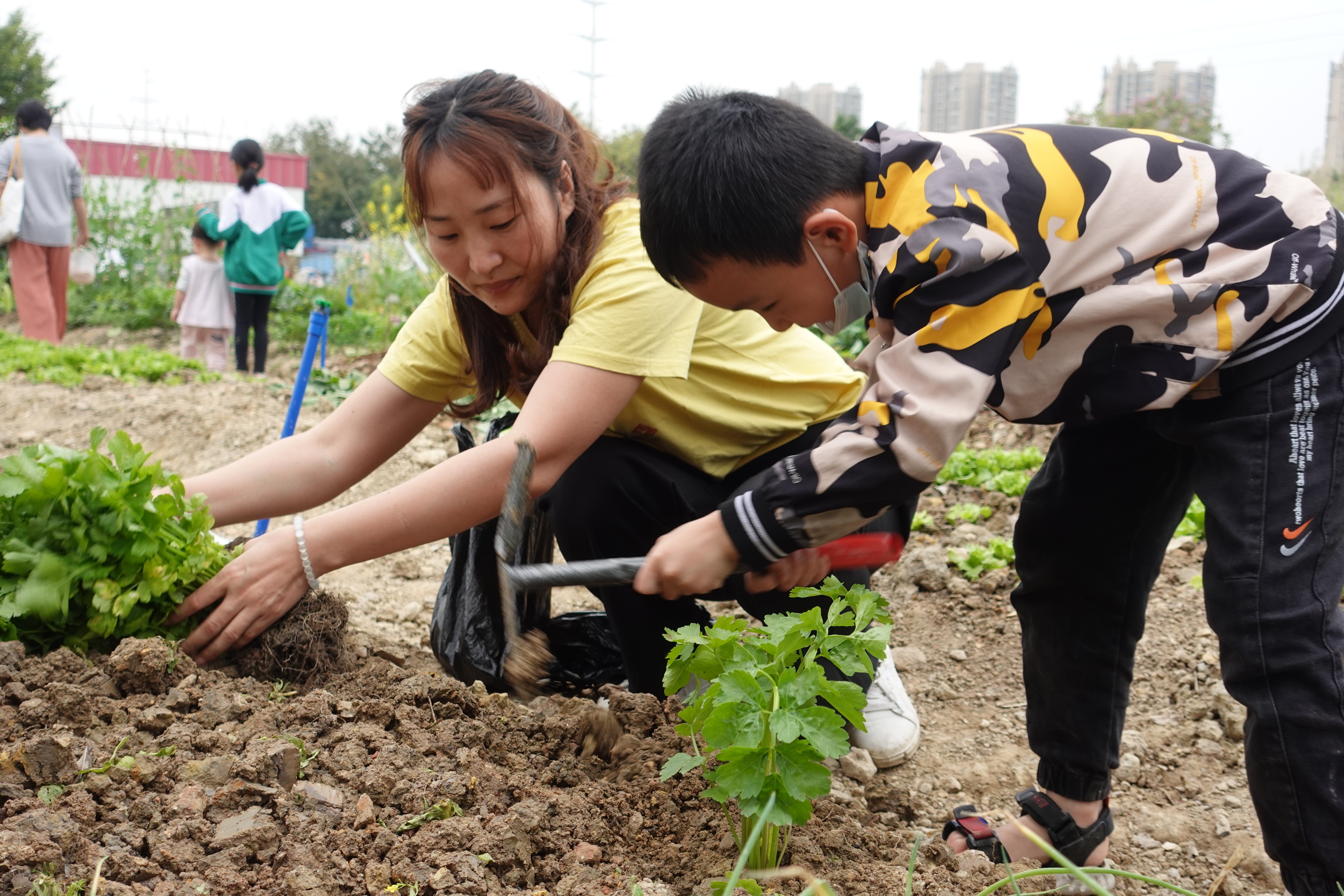 廣州市花都區(qū)秀全街和悅小學班級“種植園地”(圖4)