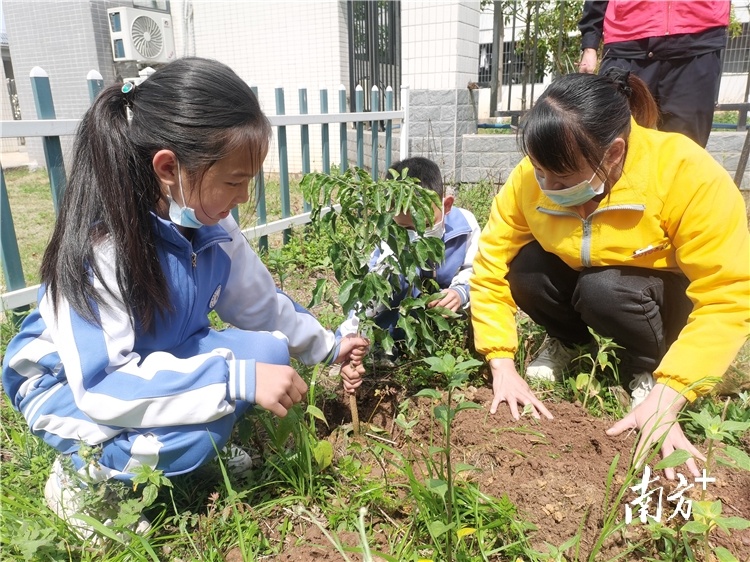 岭南绿都“新力量”，清远各界企业掀起“植树热”