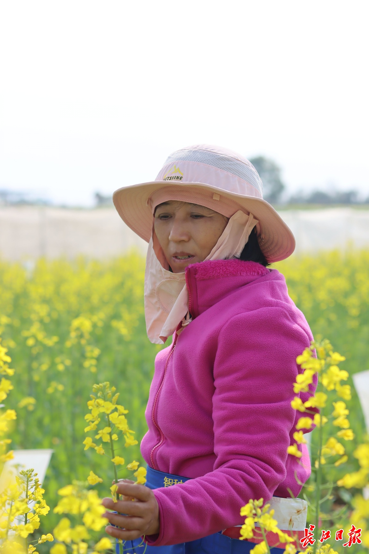 洪山菜薹的“对手”来了，狮山油菜薹要上餐桌