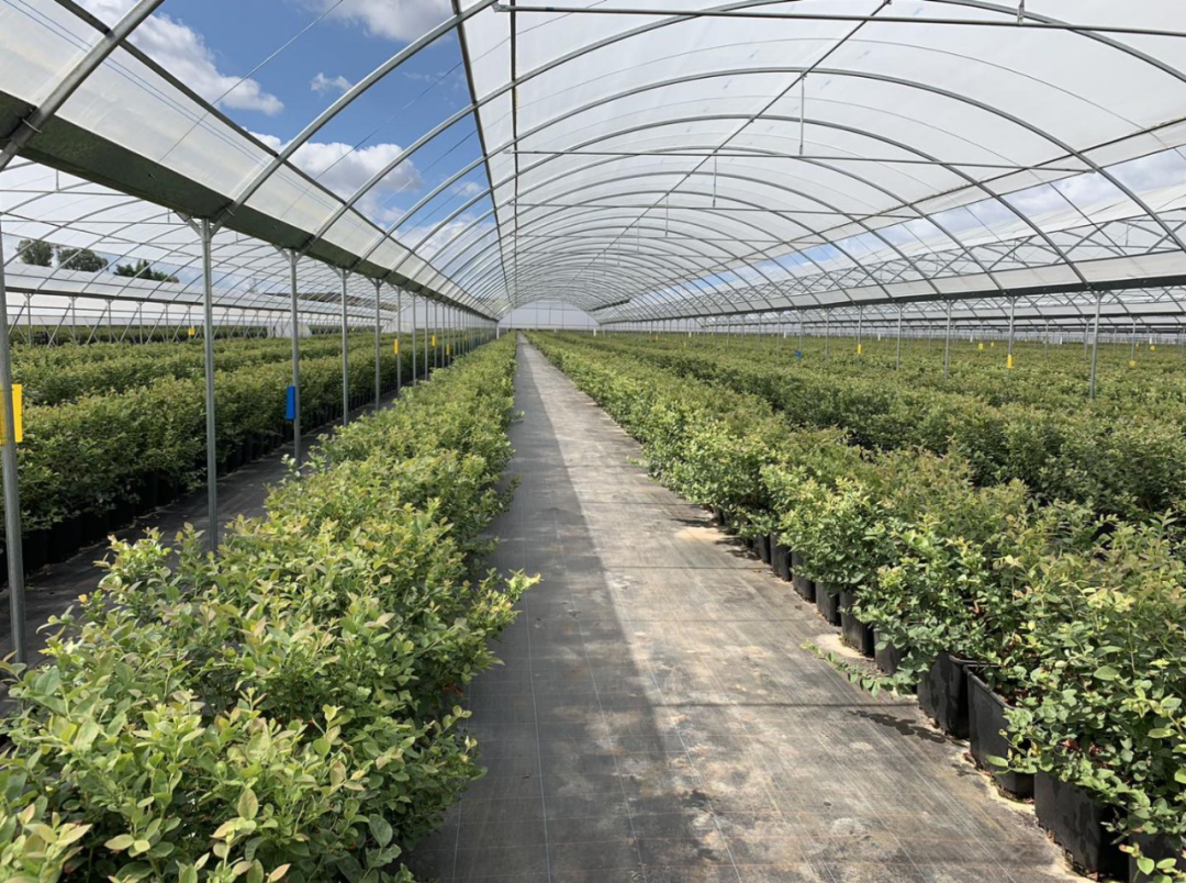 国产"初代高端水果"蓝莓在云南