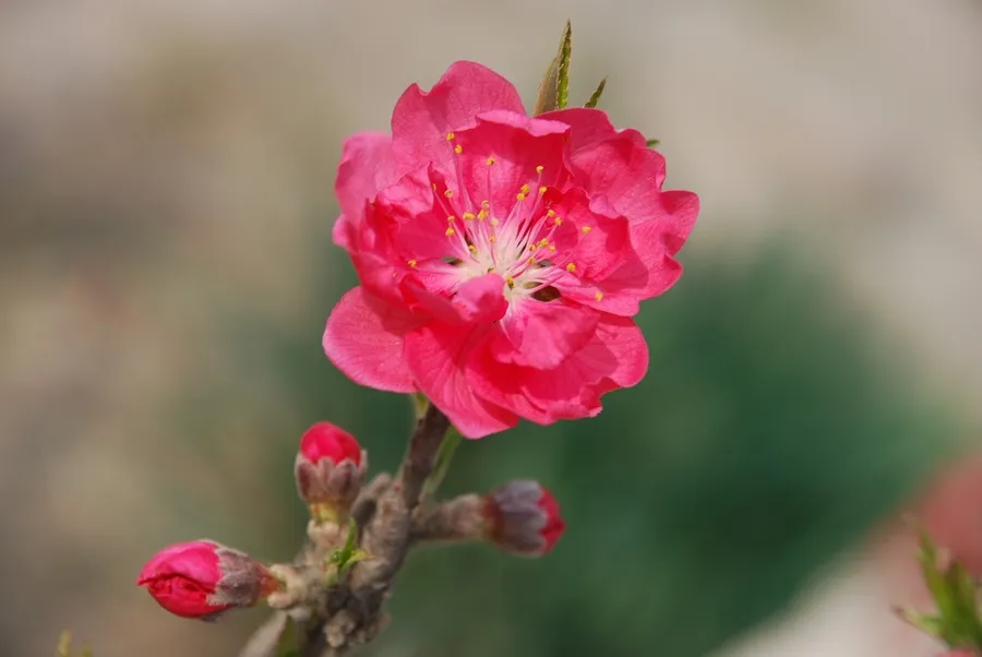 寓意着美丽的桃花，人类的粉它已经几千年了