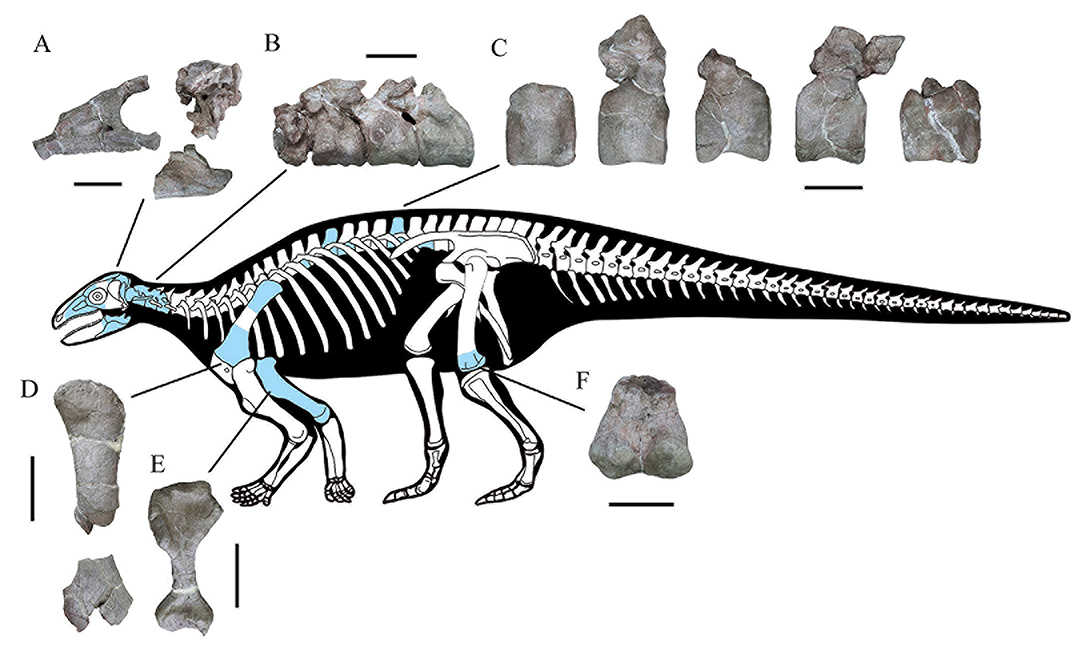 远古发现丨1.9亿年前这种身穿“铠甲”的恐龙，长啥样？-
