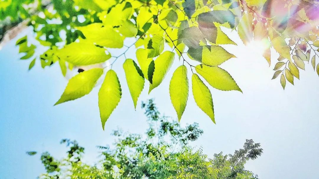 白天被阳光“摧残”，晚上被雷声“惊醒”