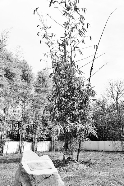 中巴友谊似楠竹 根深叶茂节节高