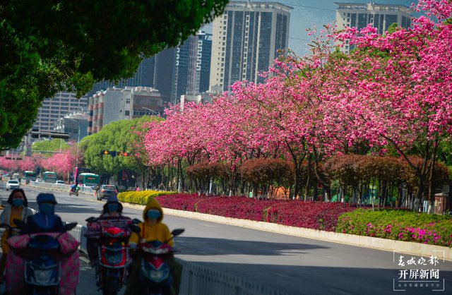 美图预警！昆明这条樱花大道，你打卡了吗？