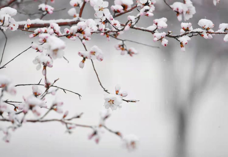 北京雪景图片（北京盛开的山桃花上积满了雪） 