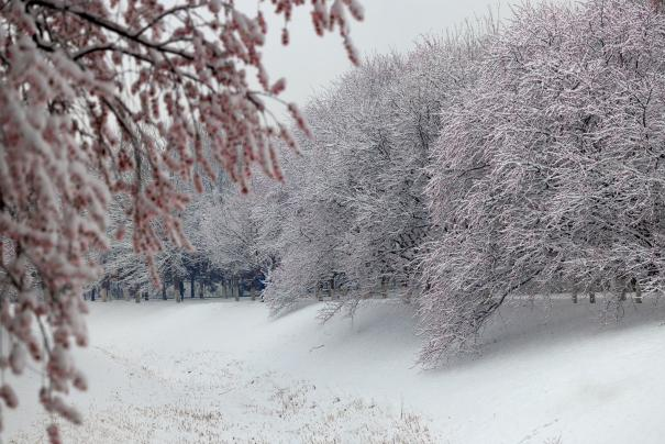 北京雪景图片（北京盛开的山桃花上积满了雪） 