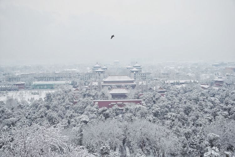 北京雪景图片（北京盛开的山桃花上积满了雪） 