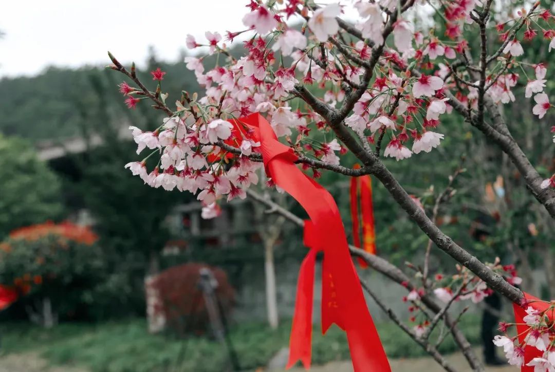 相思小镇花朝节 | 风起霓裳赴一场繁花盛宴