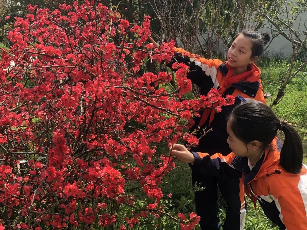 这满屏的校园春景，实在是关不住了……快来打卡