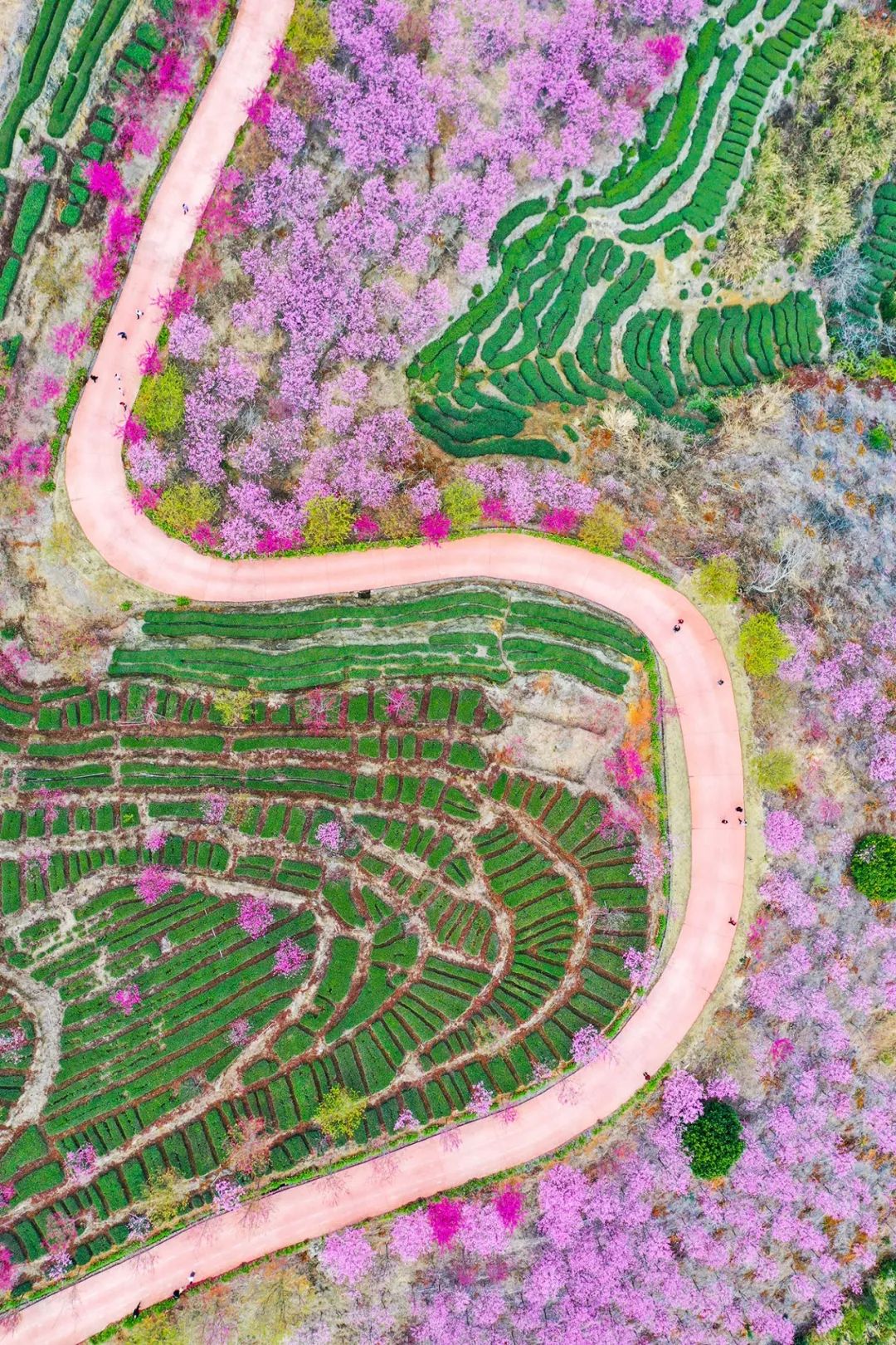 大美中国 | 不能出门看樱花？三万里中国云赏樱地图请查收